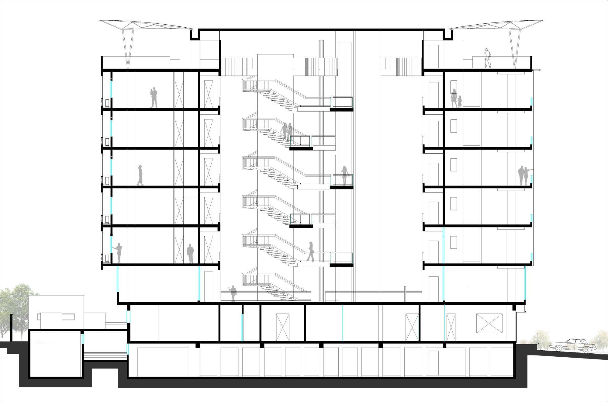 Longitudinal Section