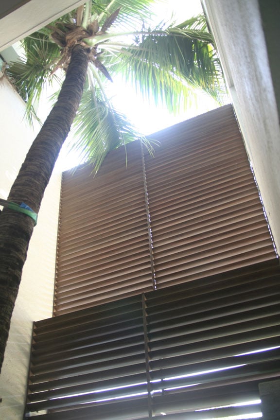 Existing Palm Tree